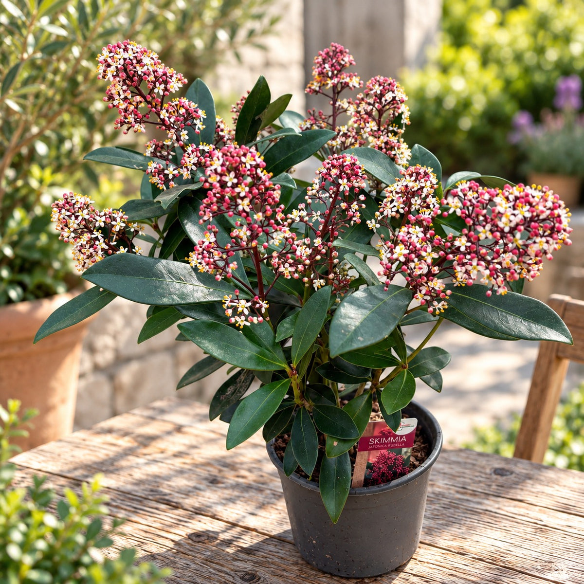 Skimmia japonica 'Rubella' XL - Japanese Skimmia, 2-3 plants/pot