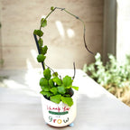 Hoya endauensis (Taiwan)