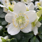 Helleborus Niger Christmas Carol (Trandafirul Craciunului, Spanz)