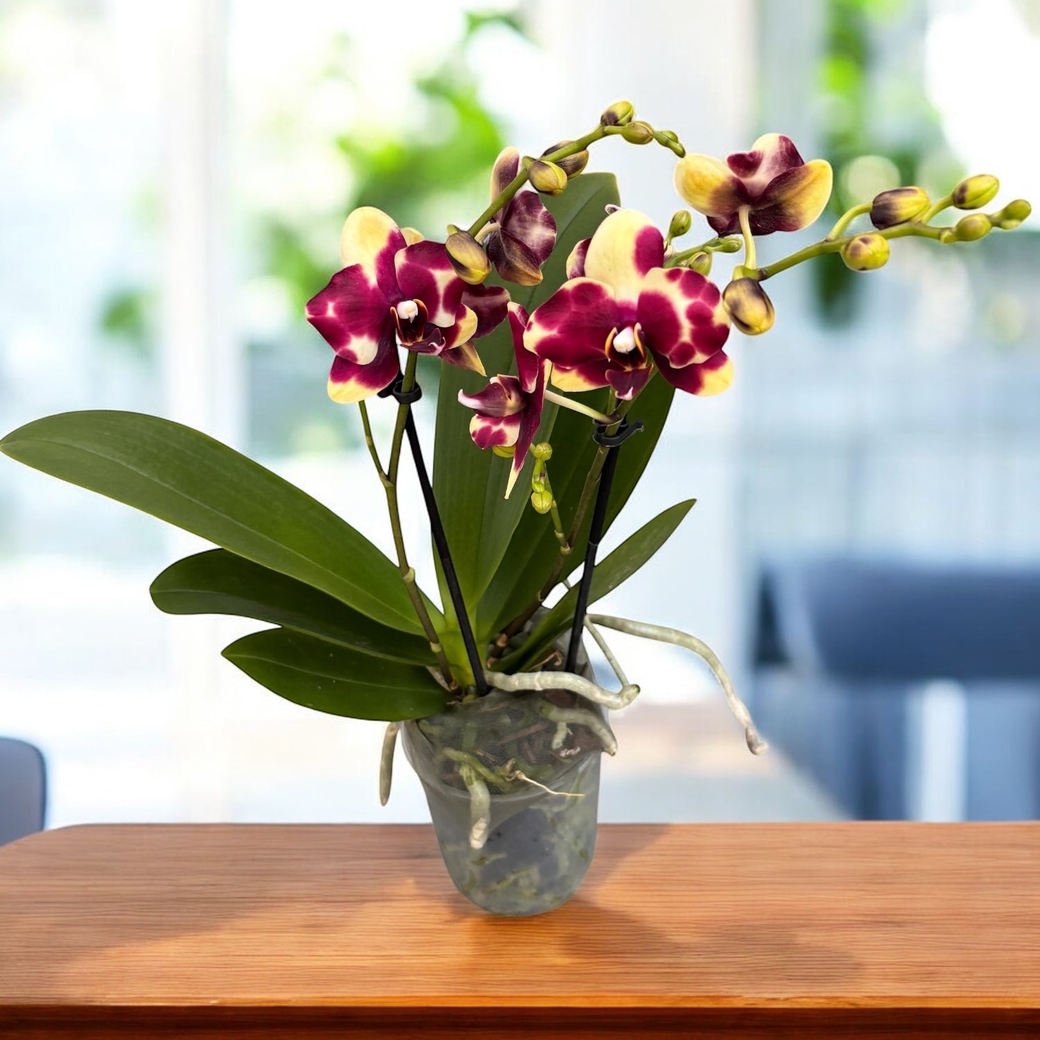 Фаленопсис „Катания“