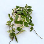 Hoya carnosa 'Krimson Queen' D12 - plné květináče, 3-4 rostliny/květináč