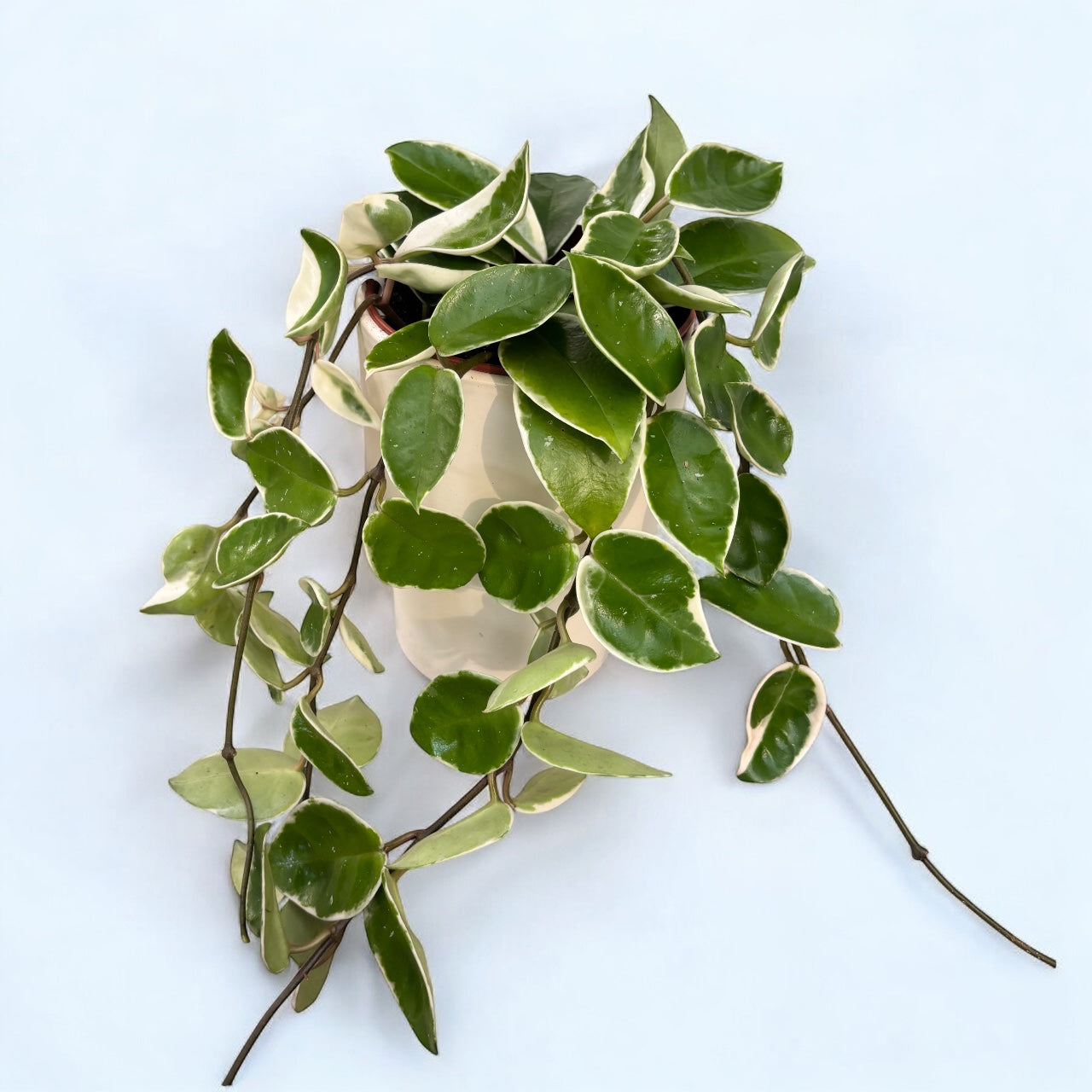 Hoya carnosa 'Krimson Queen' D12 - full pots, 3-4 plante/pot