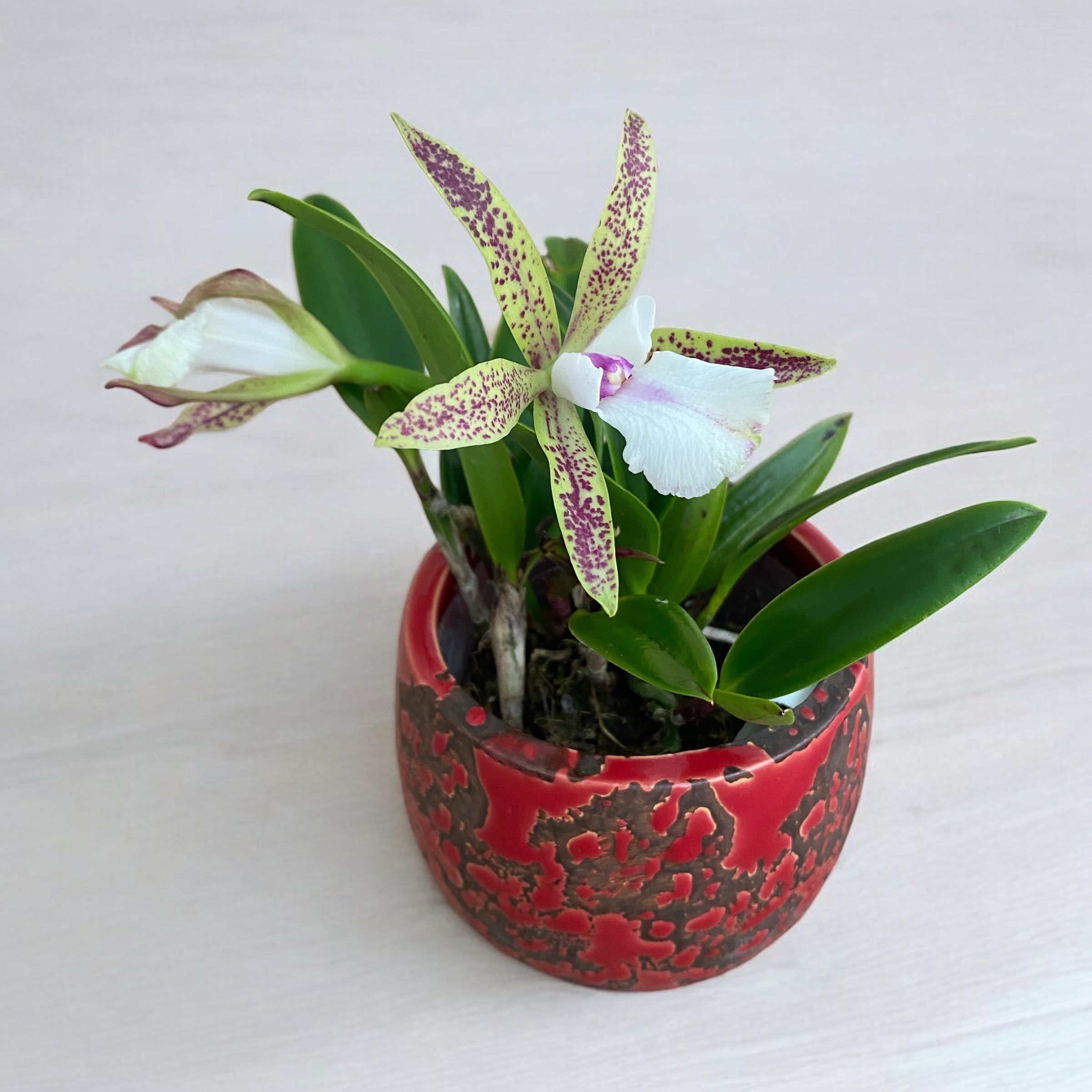 Bc. Theresa Ricci - duftende Blumen