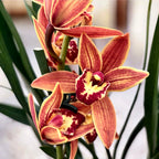 Cymbidium Okinawa (sinense × Golden Elf)