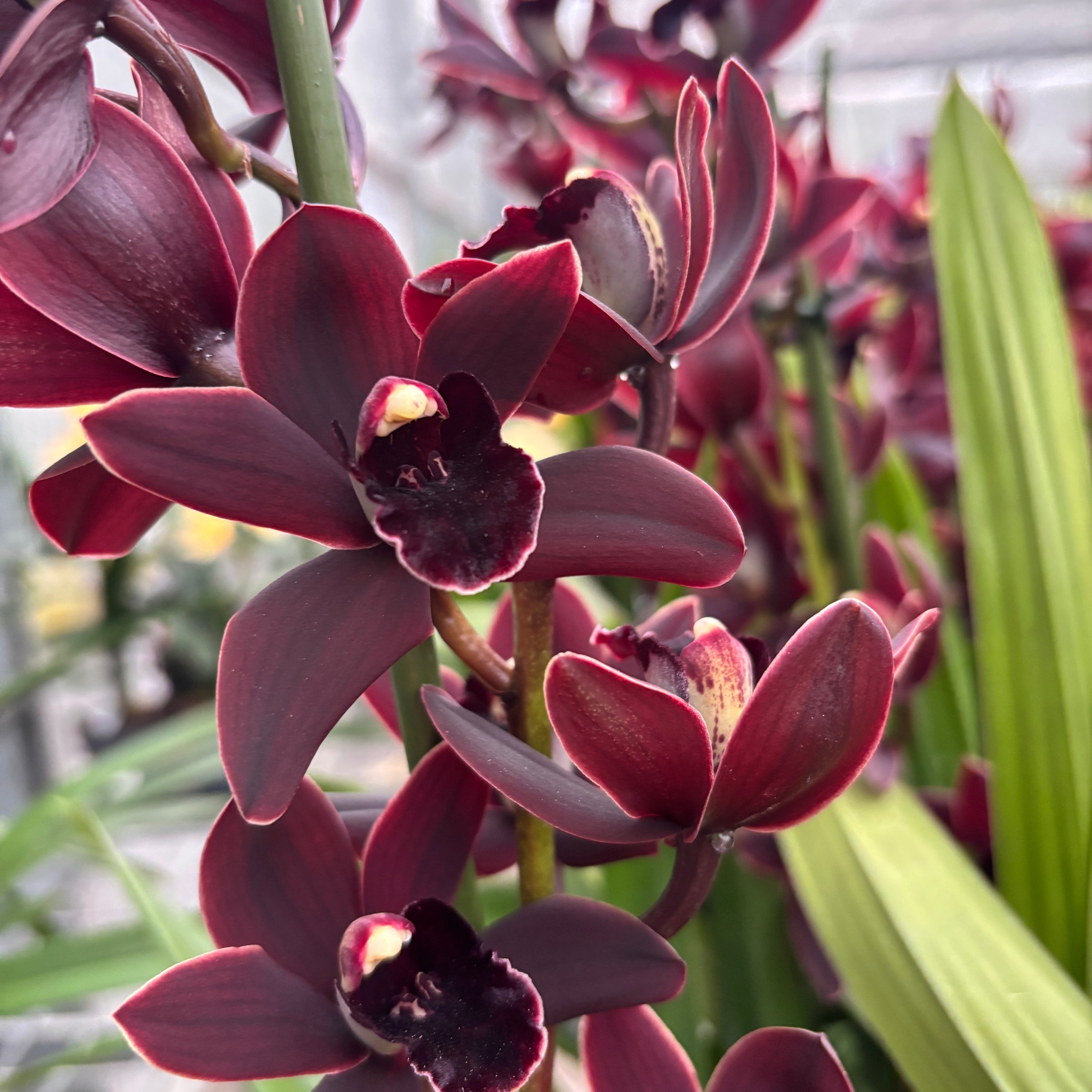 Cymbidium Cali Night 'Geyserland'