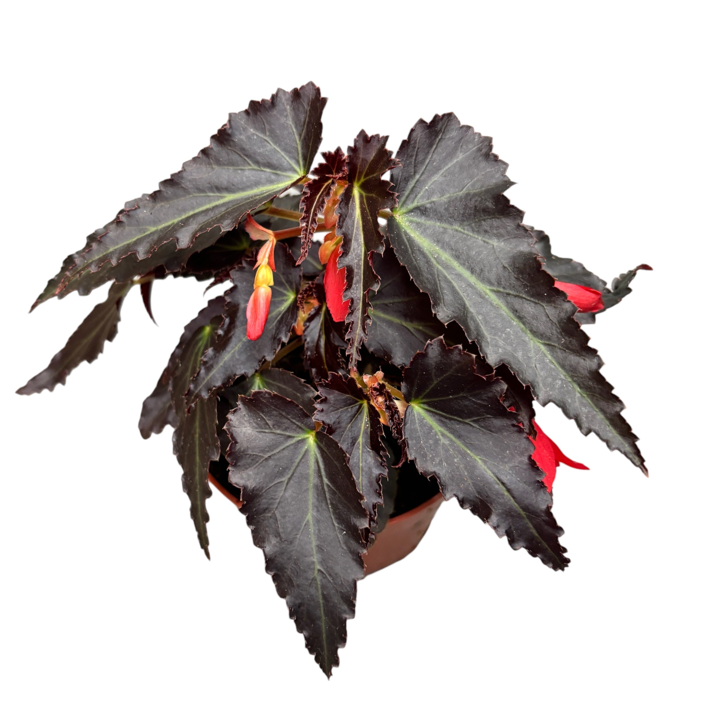 Begonia Tenella Red