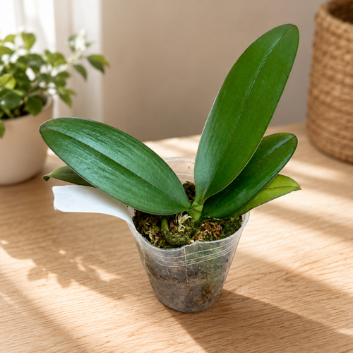 Phalaenopsis Yaphon Green Batman '417' (peloric)