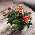 Trandafiri pitici Rosa 'Liss' parfumati (2-3 plante/ghiveci)