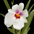 Miltoniopsis Arthur Cobbledick ‘Springtime’ *parfumata