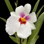 Miltoniopsis Arthur Cobbledick ‘Springtime’ *parfumata