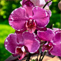 Phalaenopsis Malwina