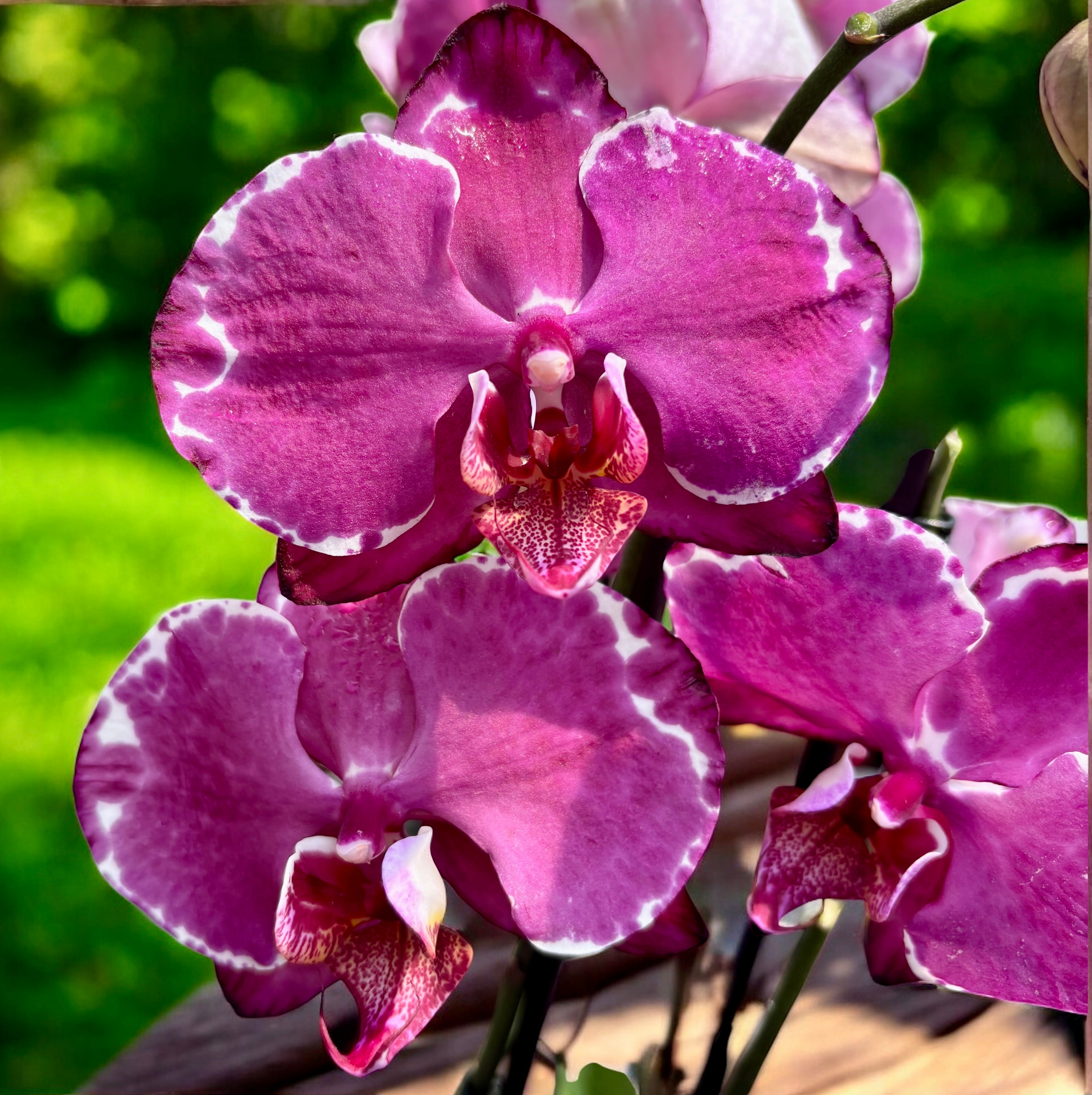 Phalaenopsis Malwina