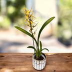 Brassidium Shooting Star - flori parfumate