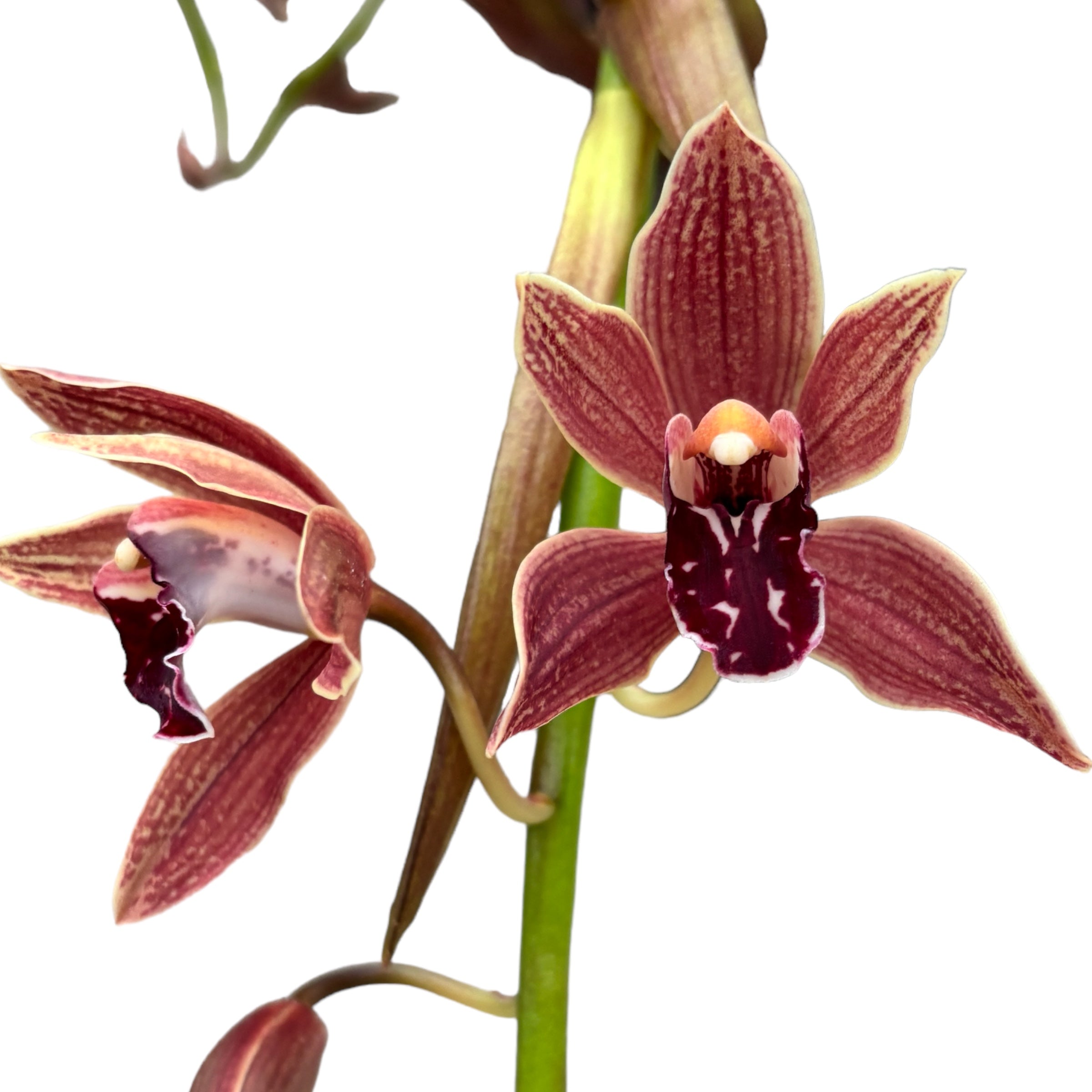 Cymbidium Zsip (curgator)