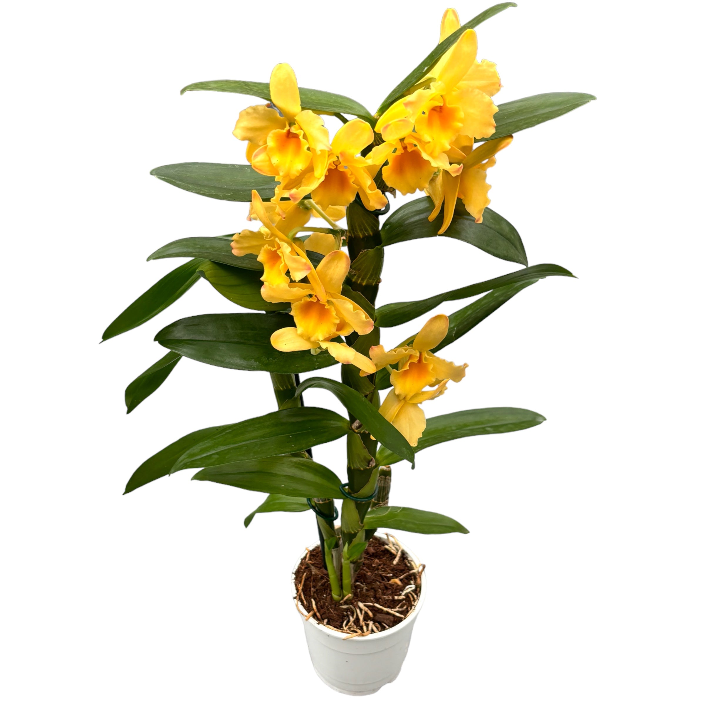 Dendrobium Spring Bird ‘Kurashiki’ duftend