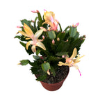 Schlumbergera ‘Limelight Dancer' (Craciunita galbena) 4pp