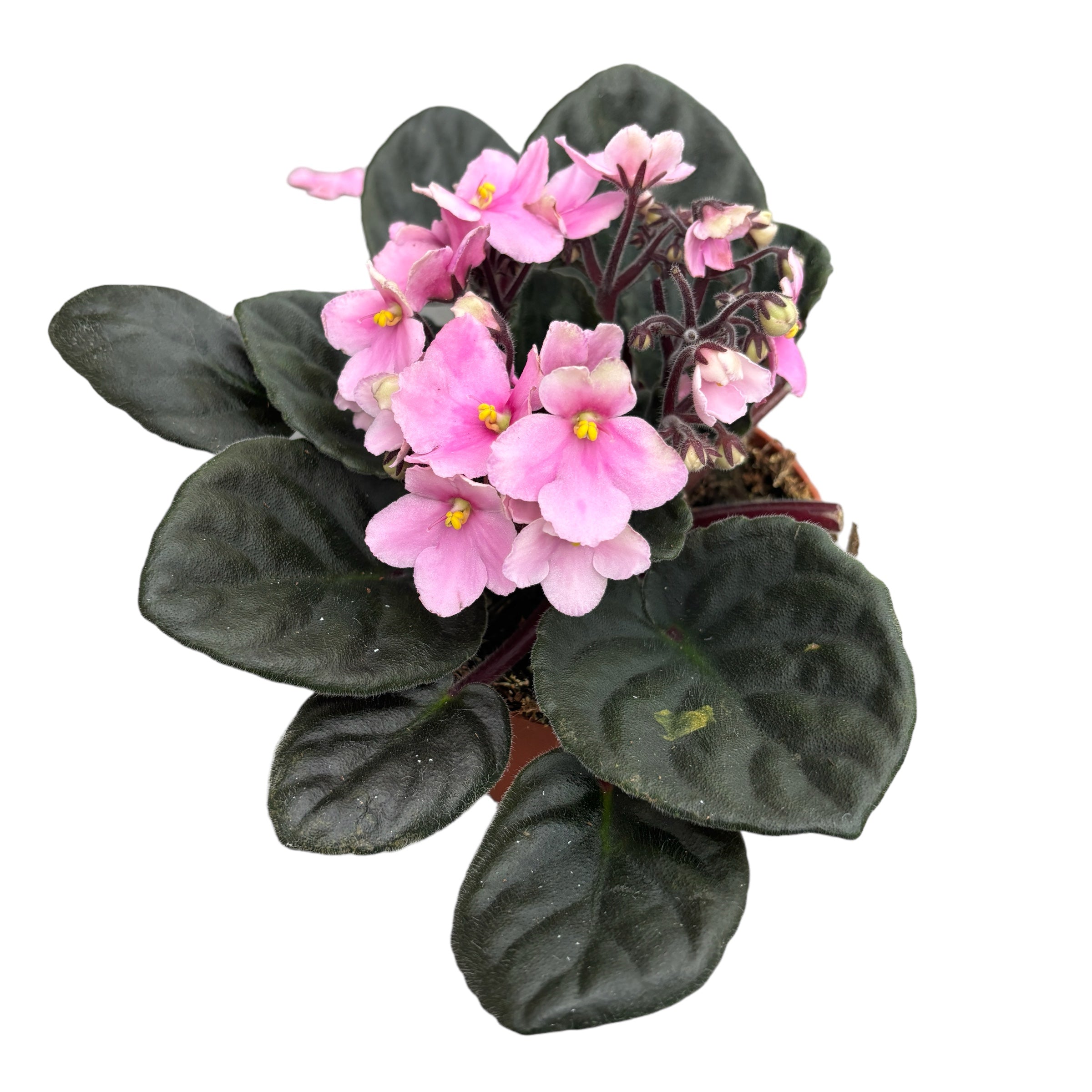 Saintpaulia Vienna - violete roz