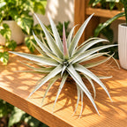 Tillandsia harrisii XL - Plante aérienne argentée