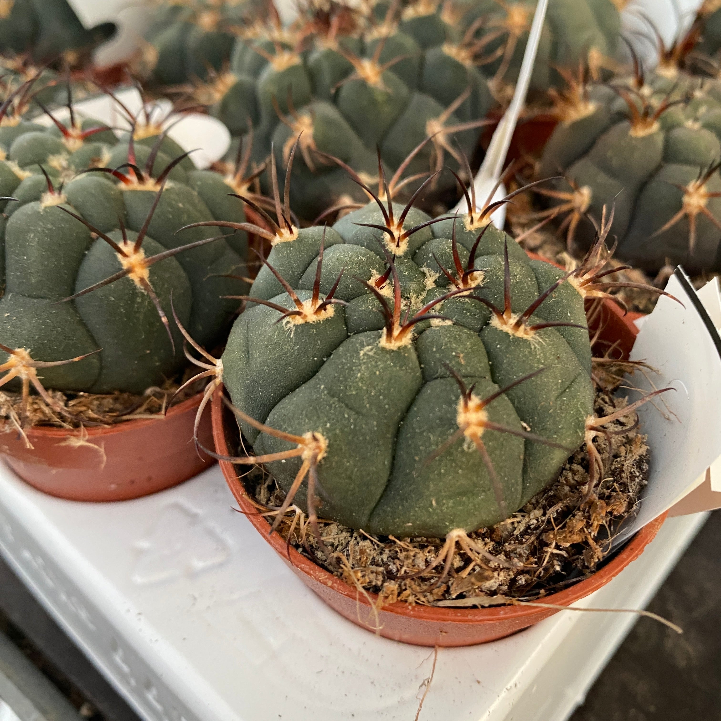 Gymnocalycium pflanzii D5