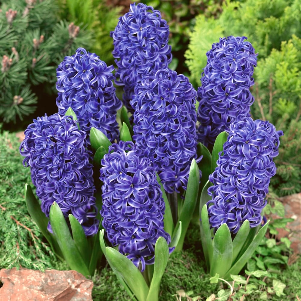 Zambile albastre D7 - Hyacinthus orientalis 'Blue' – Secret Garden