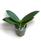 Phalaenopsis Sogo Red Star (pelorica) - fiori profumati