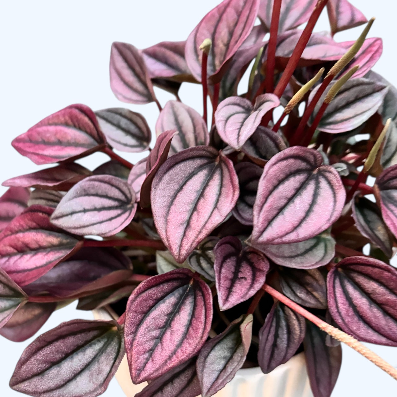 Peperomia caperata 'Cayenne'