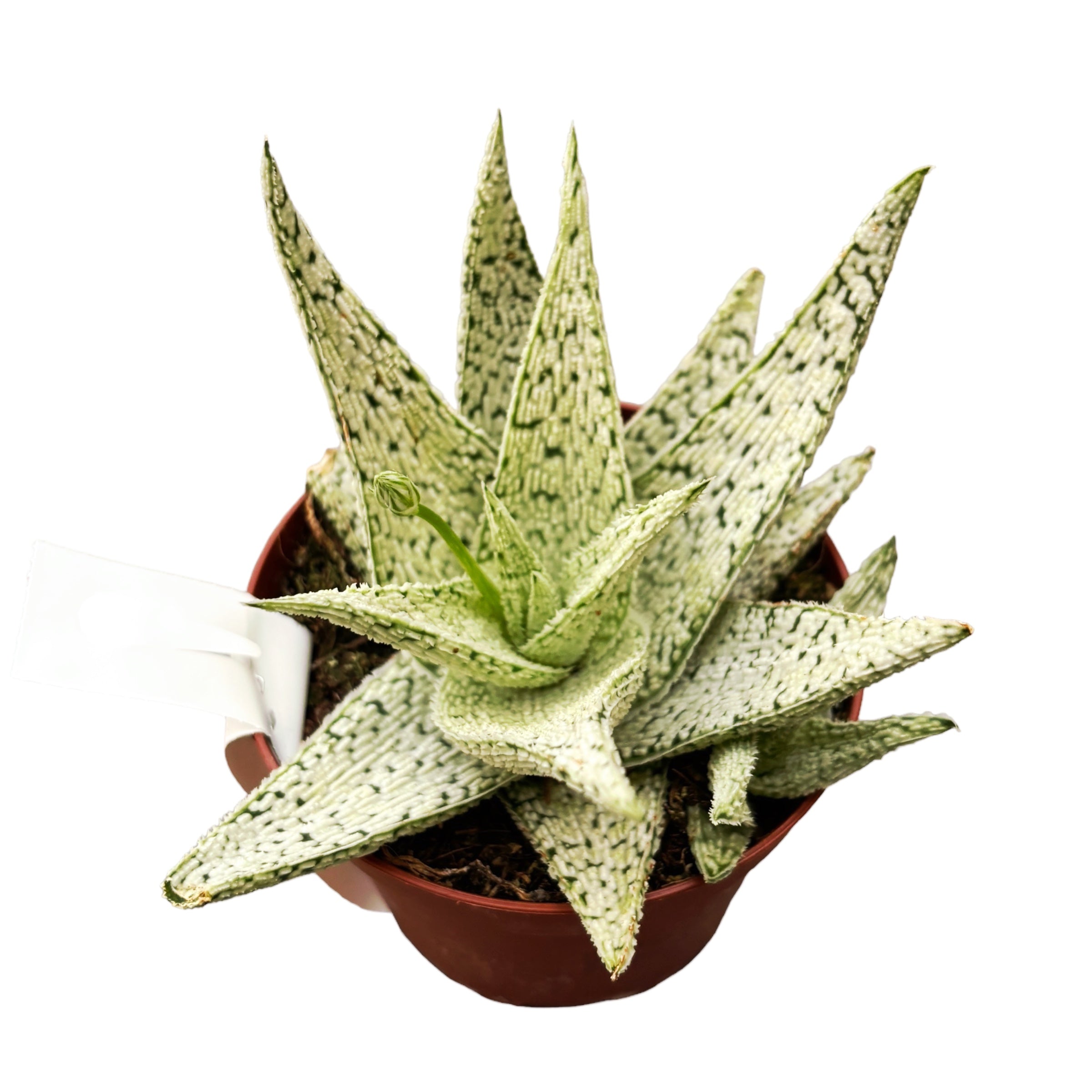 Aloe 'Desert Diamond'