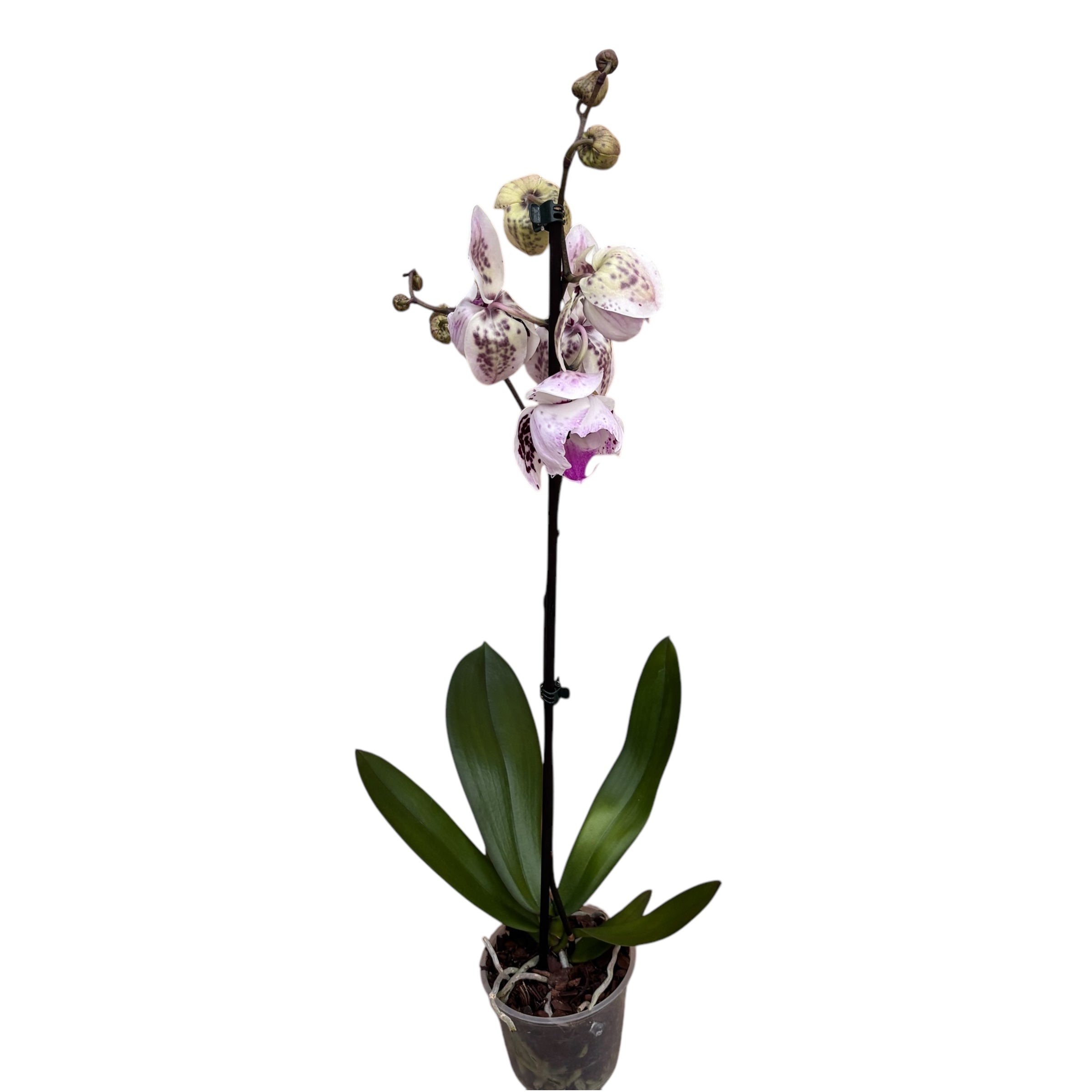 Phalaenopsis ‘Limited #107’ grande labbro - fiori pelorici