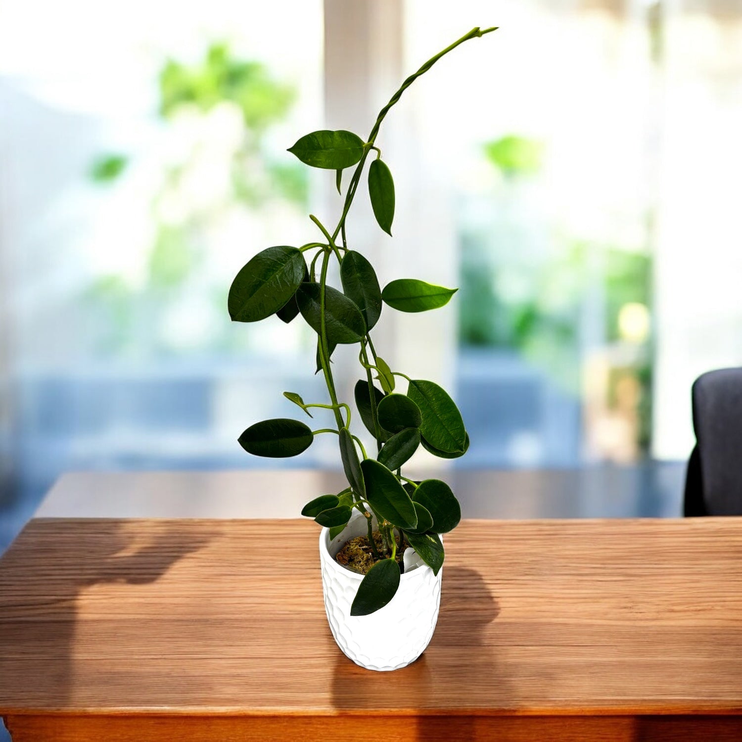 Hoya coronaria 'Pink' - flori mari, parfumate (exemplare dezvoltate)