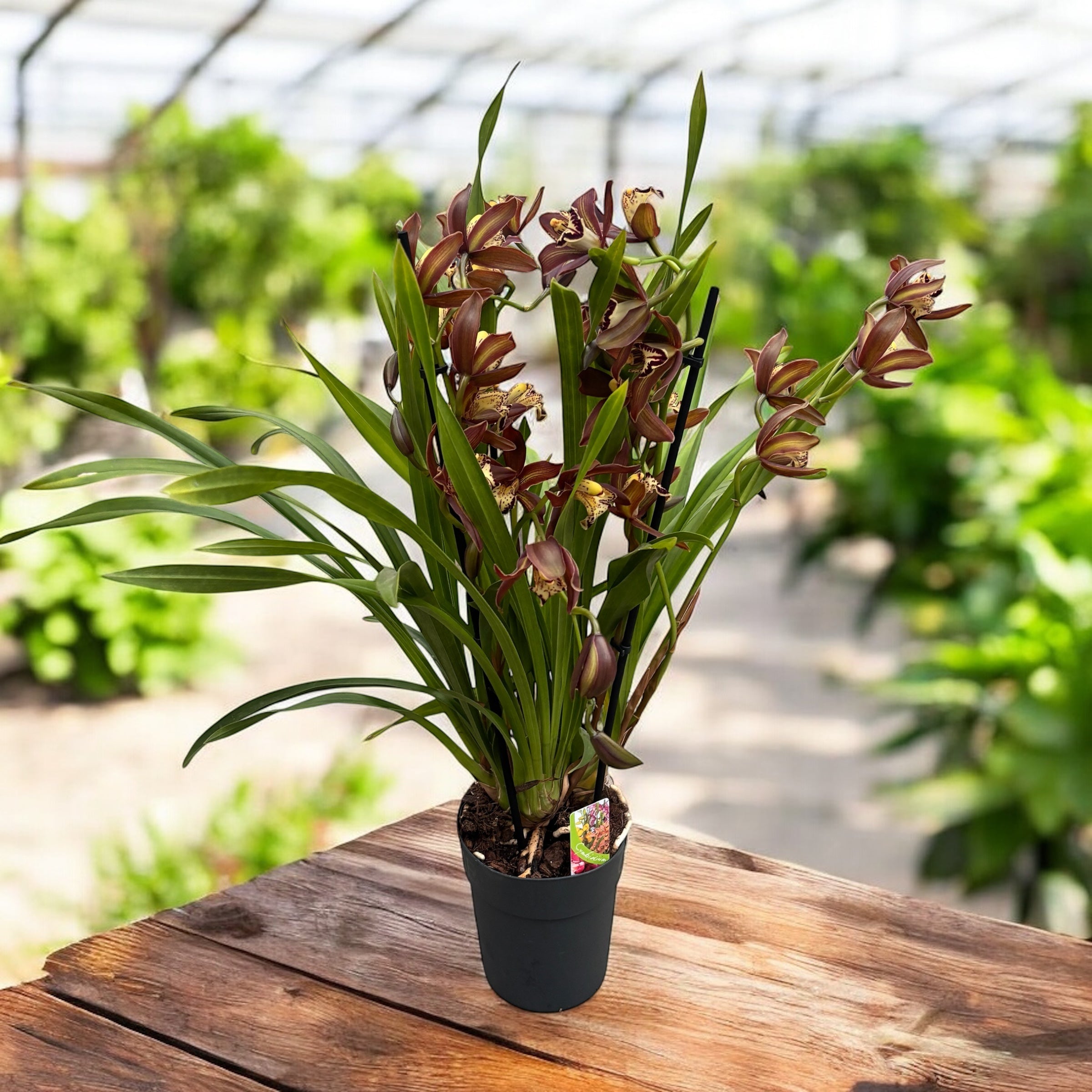 Cymbidium Schroeder parfumat