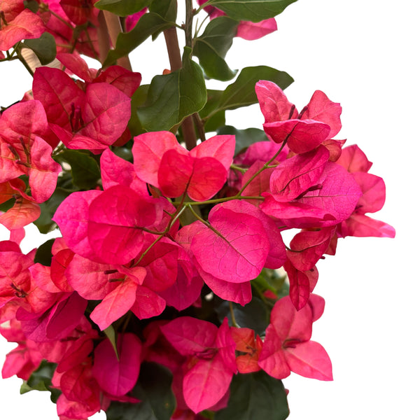 Bougainvillea 'Red' - the red paper flower - cyclamen (2 plants/pot)
