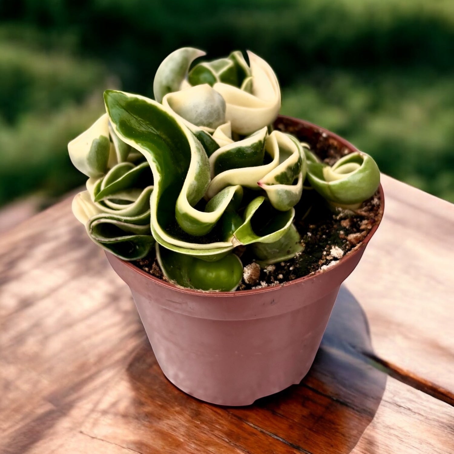 Hoya compacta 'Regalis' (albomarginata) D9