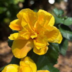 Hibiscus Koenig - Trandafir japonez galben cu flori duble
