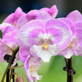 Phalaenopsis Jingle grande lèvre