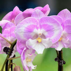 Phalaenopsis Jingle grande lèvre