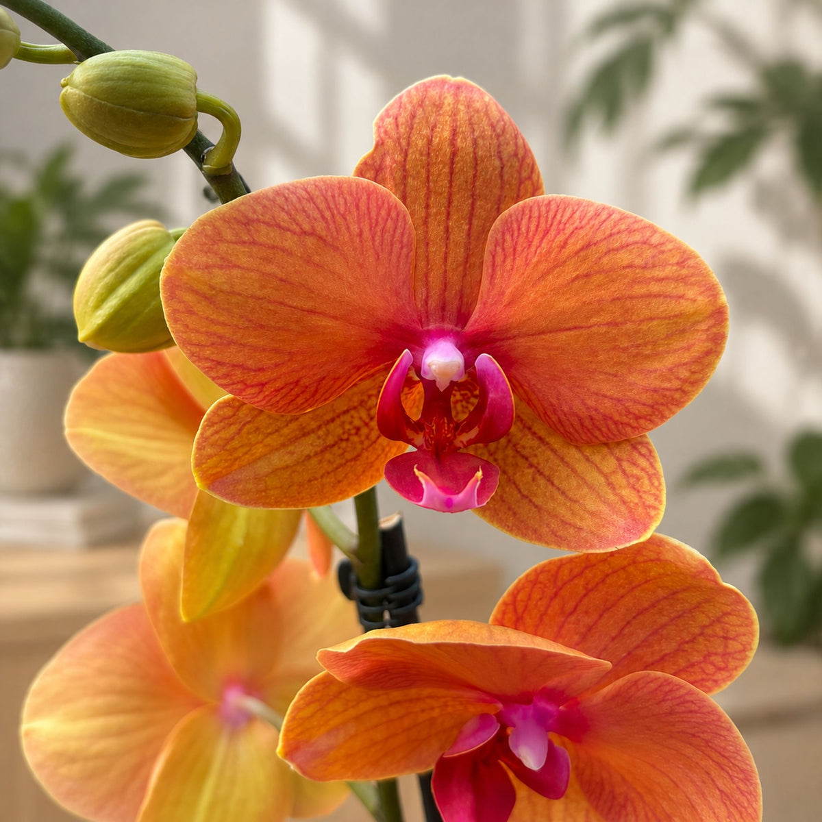 Phalaenopsis Tamara