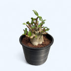 Adenium arabicum 'Baobab' D15