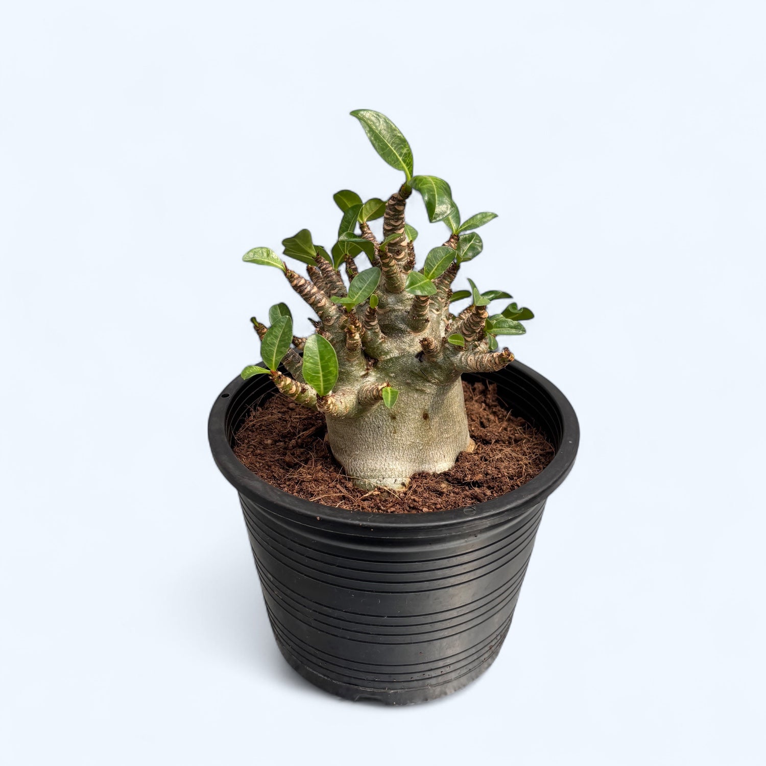 Adenium arabicum 'Baobab' D15