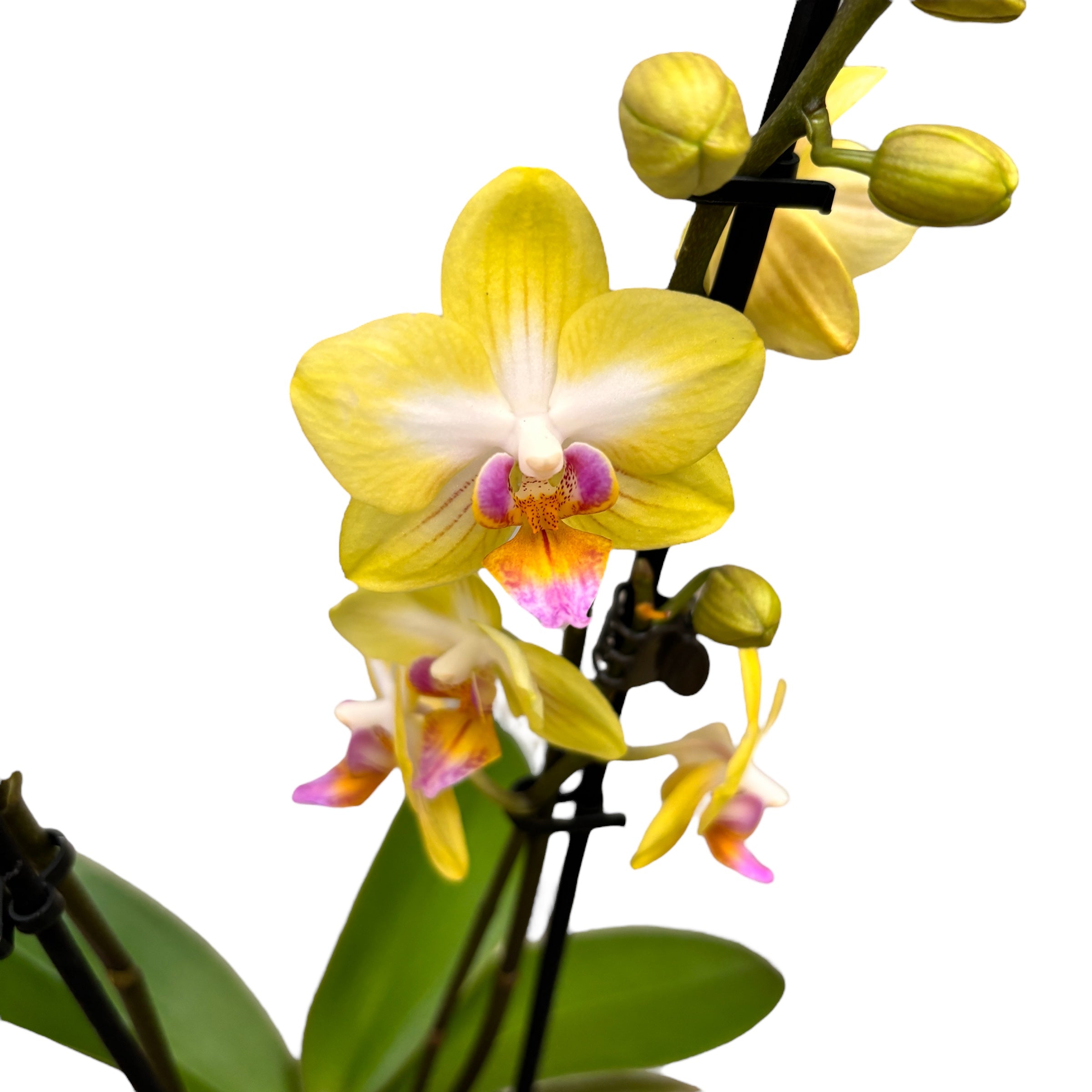 Phalaenopsis Yen Shuai Sweet Girl 'Shiny Girl' 