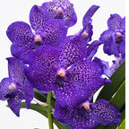 Vanda Sunanda Lavender Sprinkles (ANSU) - unicat