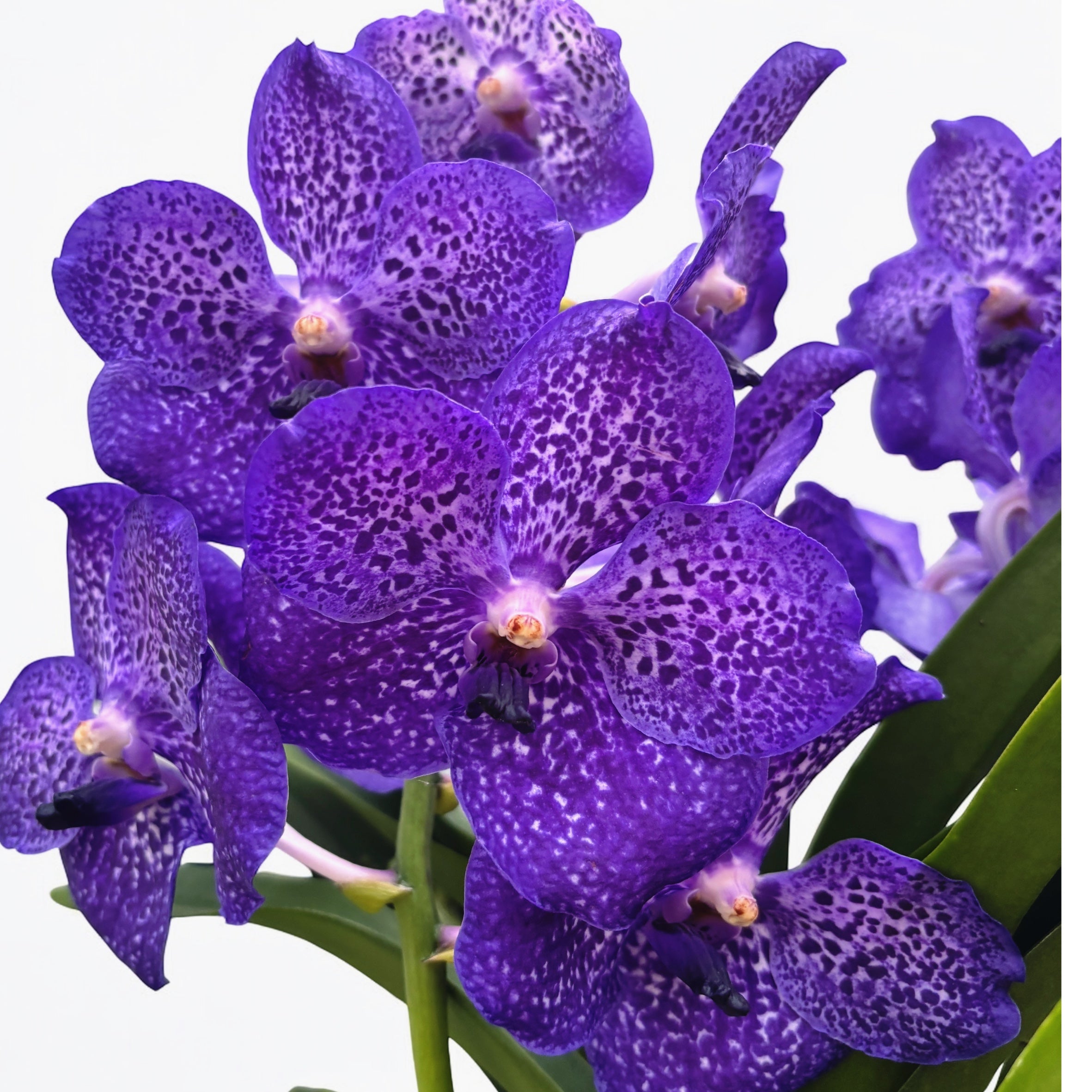 Vanda Sunanda Lavender Sprinkles (ANSU) - unikat