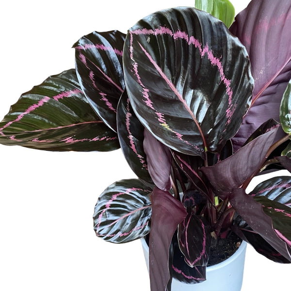 Calathea Roseopicta Überraschungsstern