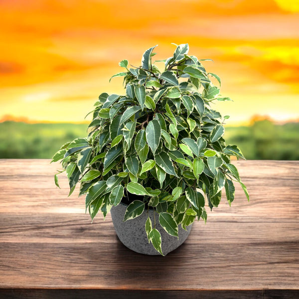 Ficus benjamina 'Kinky' bush (3 tulpini)