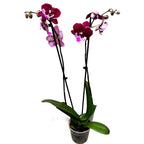 Phalaenopsis Chia-Shing Hot Kiss '256' (NL)