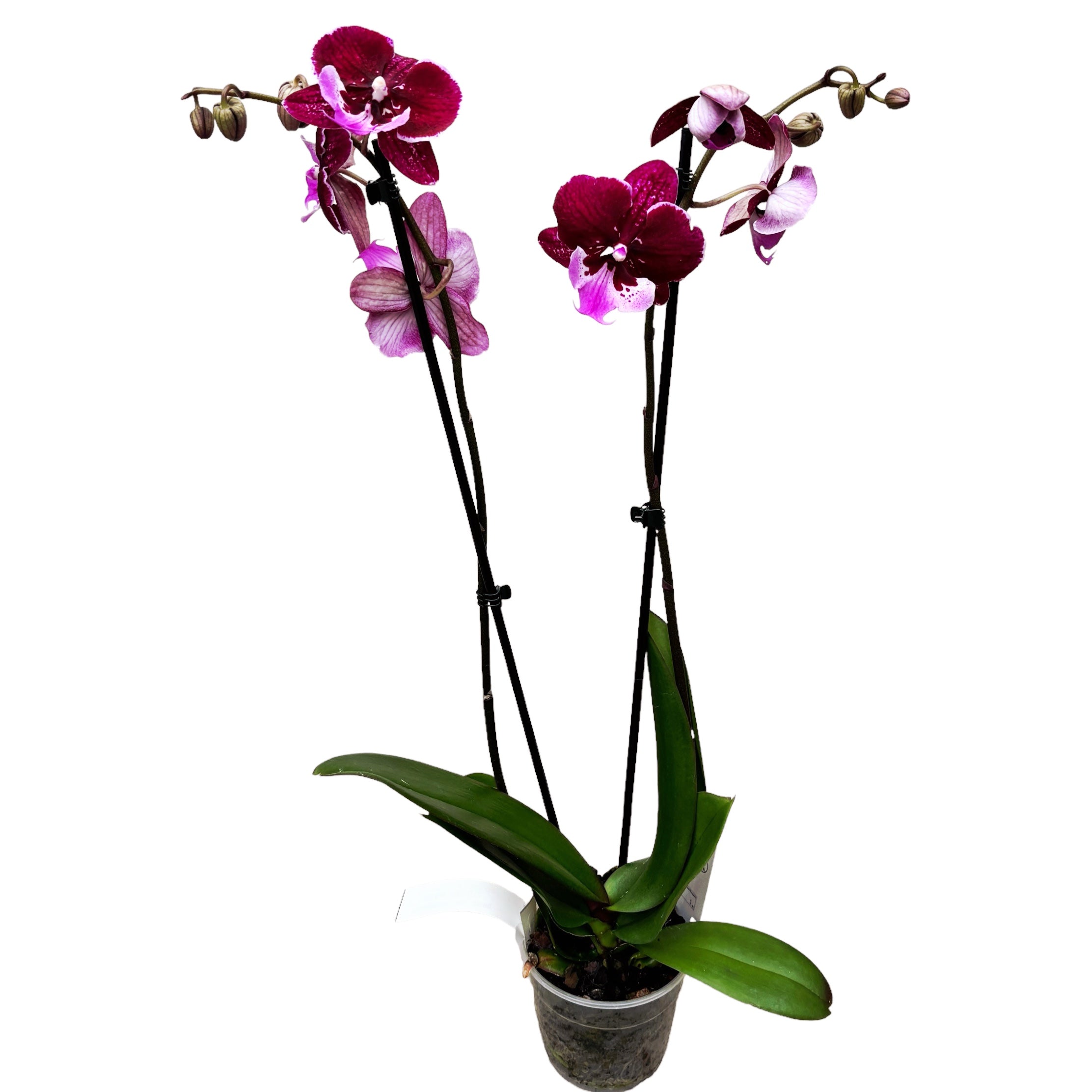Phalaenopsis Chia-Shing Hot Kiss '256' (NL)