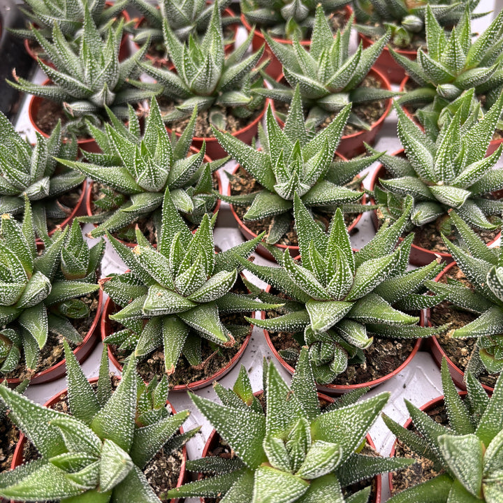 Haworthia attenuata concolor