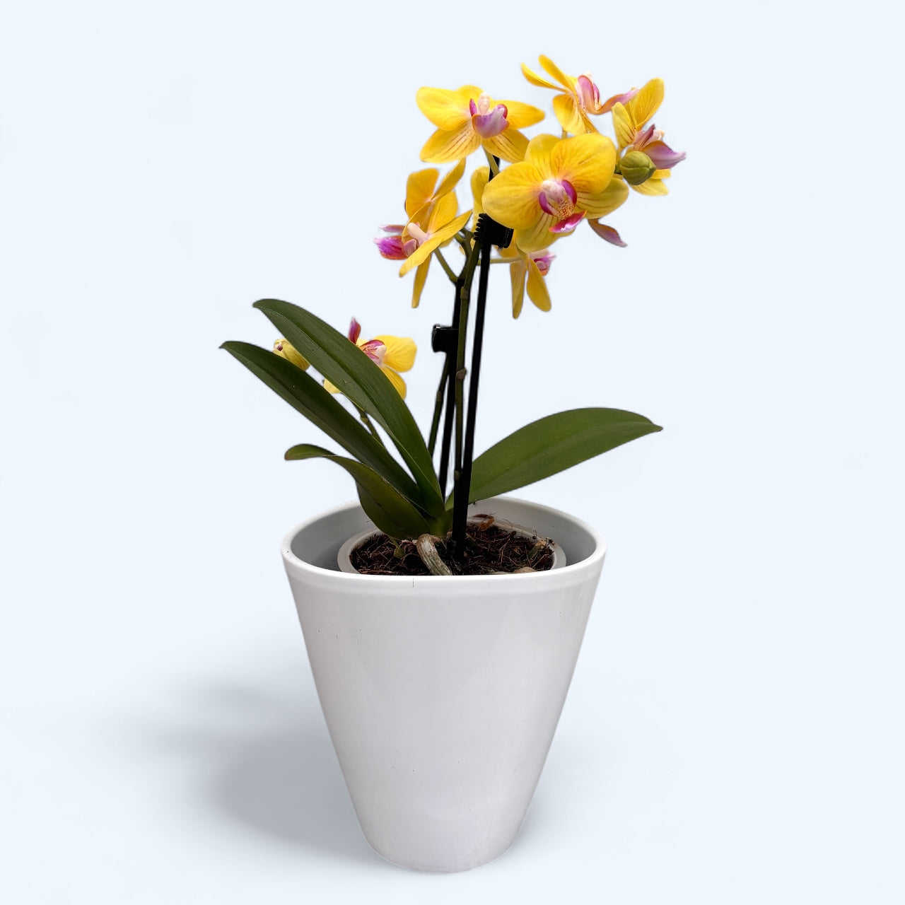 Phalaenopsis Golden Yuzu