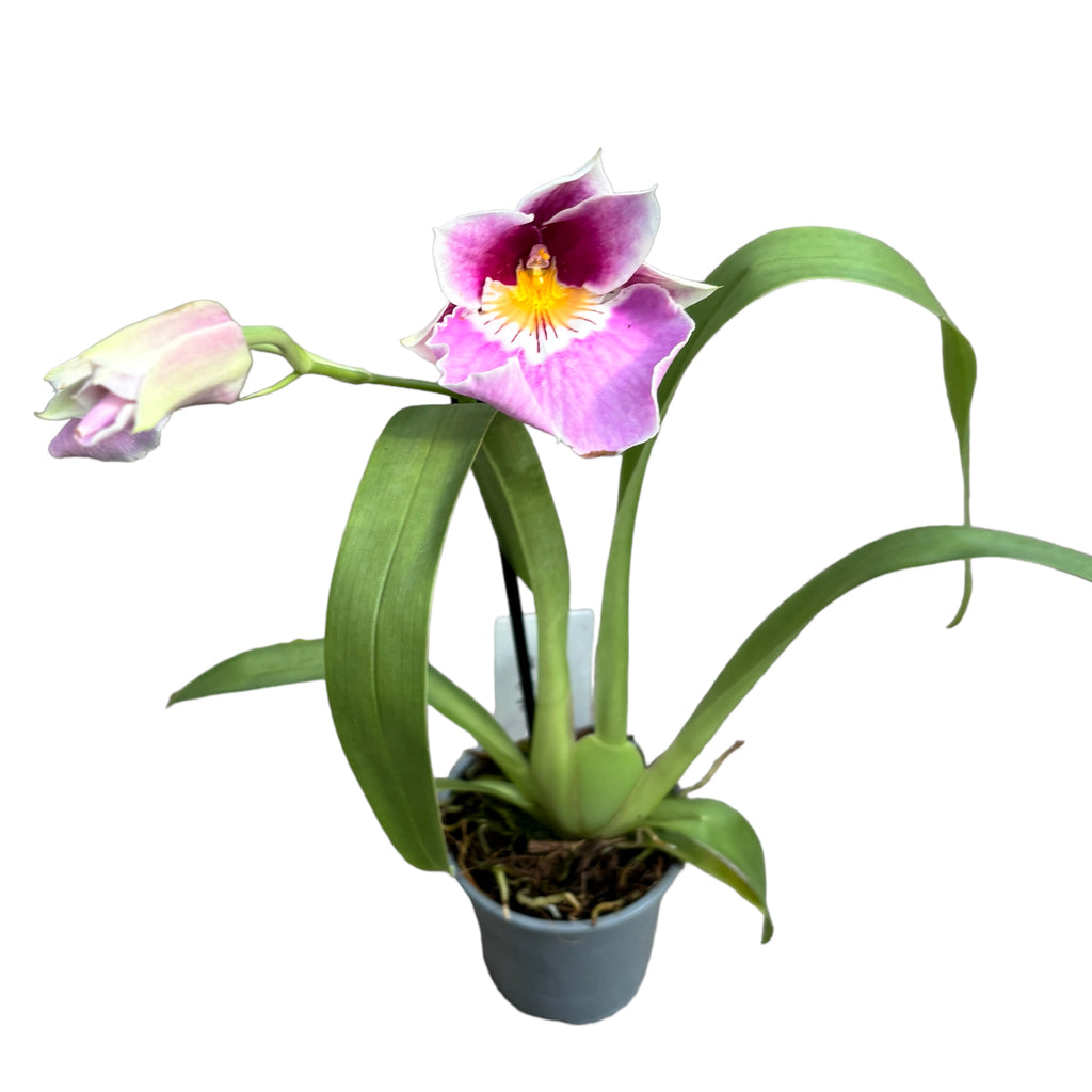 Miltoniopsis roz