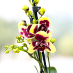 Phalaenopsis ‘Catania’ - peloric 3lips