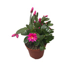 Rhipsalidopsis « Purple Fire » 2pp